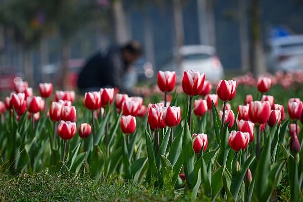 O que é uma bolha financeira e como identificar uma?